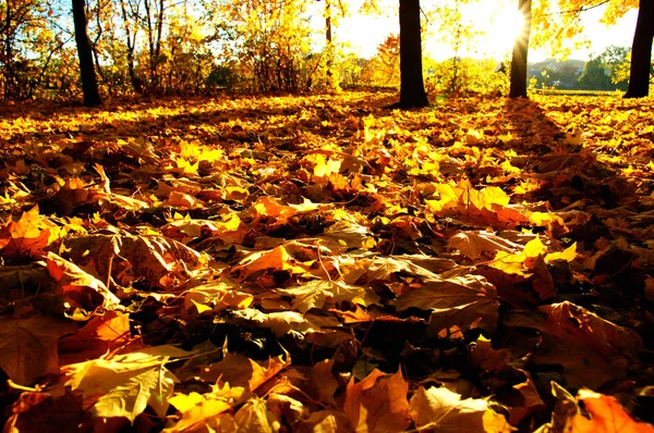 Осенние Деревья Солнце Парке — стоковое фото