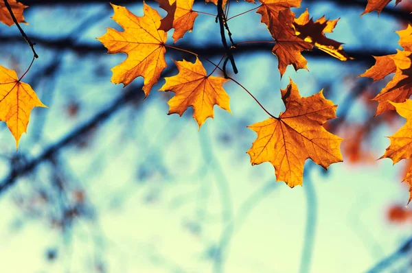 Herbstblätter Himmel Abgemilderter Effekt — Stockfoto