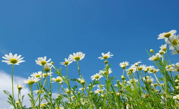 Białe Rumianki Tle Niebieskiego Nieba — Zdjęcie stockowe