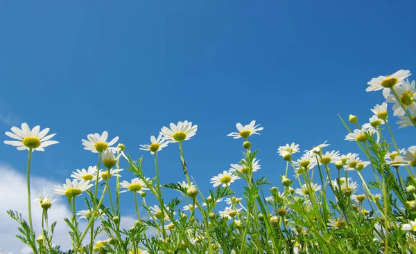 Camomille Bianche Sfondo Cielo Blu — Foto Stock