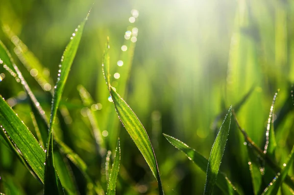 Grönt Gräs Och Solljus — Stockfoto