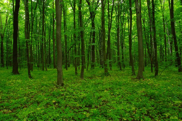 Vacker Grön Skog Våren — Stockfoto