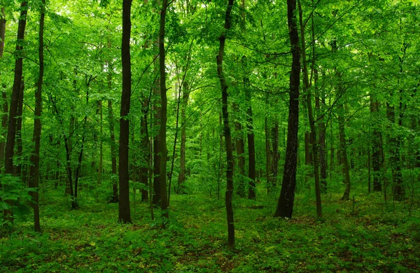 Bela Floresta Verde Primavera — Fotografia de Stock