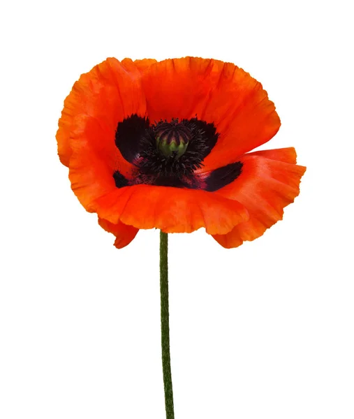 One Red Poppy Isolated White Background — Stock Photo, Image