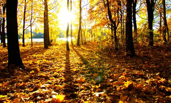 公園の太陽の下の秋の木 — ストック写真