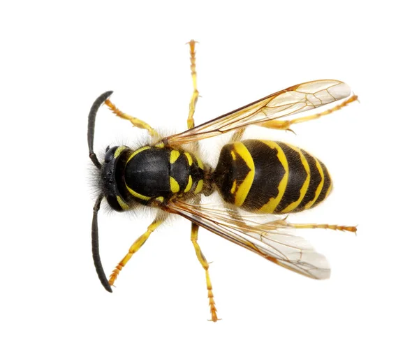 Wasp Isolated White Background — Stock Photo, Image