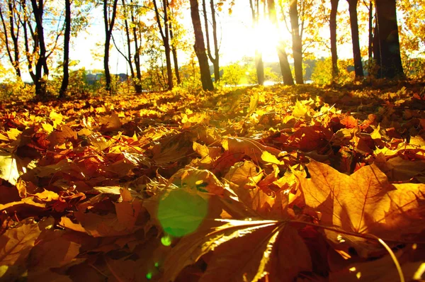 Arbres Automne Soleil Dans Parc Photo De Stock