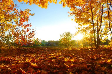  Parkta güneşte sonbahar ağaçları