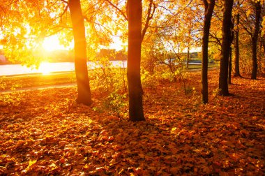  Sonbahar manzarası, güneş ışınlarında ağaçlar... 