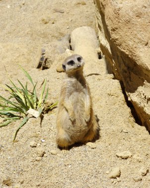 Meercat kumsalda .
