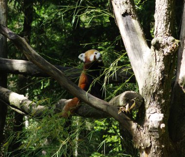Küçük kırmızı panda ağaçta dinleniyor 