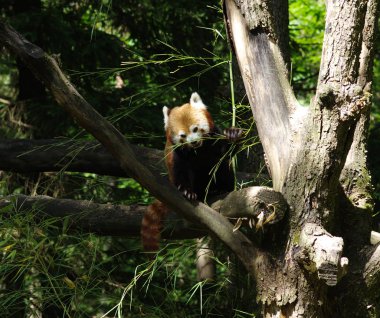 Küçük kırmızı panda ağaçta dinleniyor 