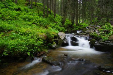 Dağ nehri yeşil ormandan akıyor. Ormanda akarsu.