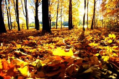  Parkta güneşte sonbahar ağaçları