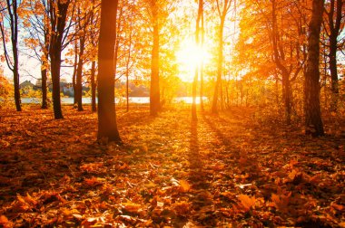  Sonbahar manzarası, güneş ışınlarında ağaçlar... 