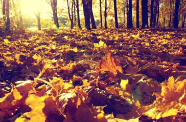  Parkta güneşte sonbahar ağaçları