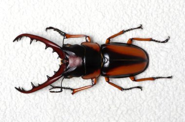 Stag beetle arka plan üzerinde izole