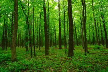 Baharda güzel yeşil orman
