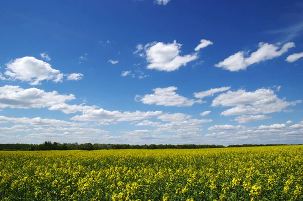 Campo Céu Azul — Fotografia de Stock