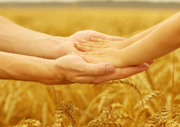 Руки Батька Дочки Тримаються Один Одного Пшеничному Полі — стокове фото