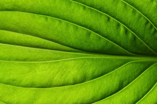 Зелений Лишає Фон Текстура Листя — стокове фото
