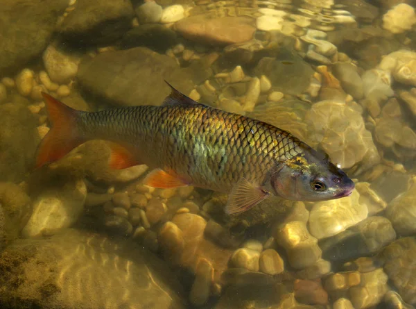 fish in the river water