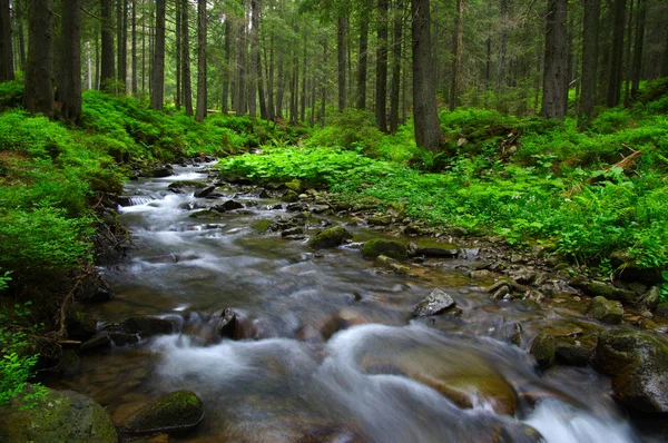 Stream Green Wood — Stock Photo, Image