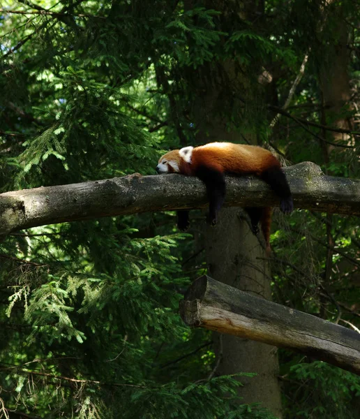 Little red panda resting in a tree