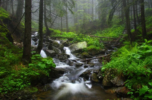 Fiume Montagna Che Scorre Attraverso Foresta Verde Flusso Nel Bosco — Foto Stock