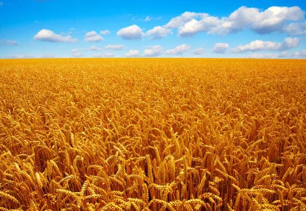 Buğday Güneş Alan — Stok fotoğraf