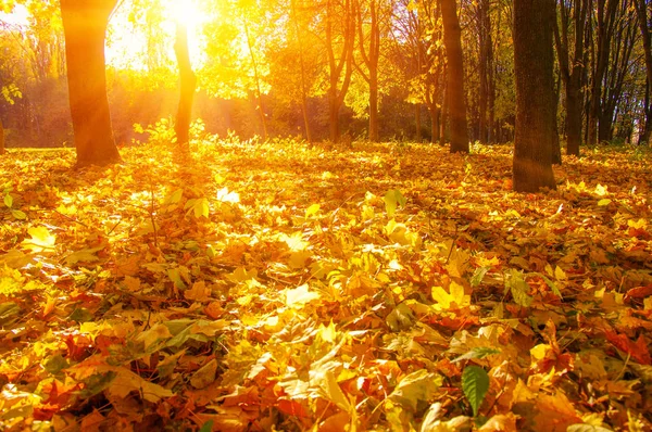 Podzimní Krajina Stromy Slunečních Paprscích — Stock fotografie