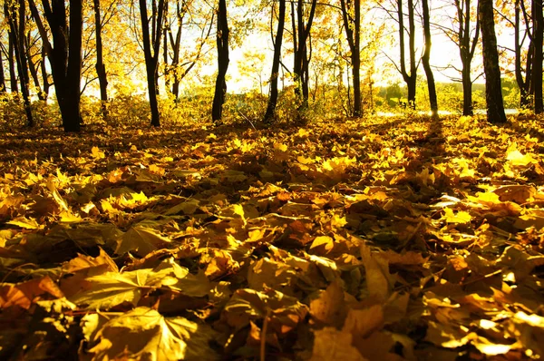 Árboles Otoño Sol Parque — Foto de Stock