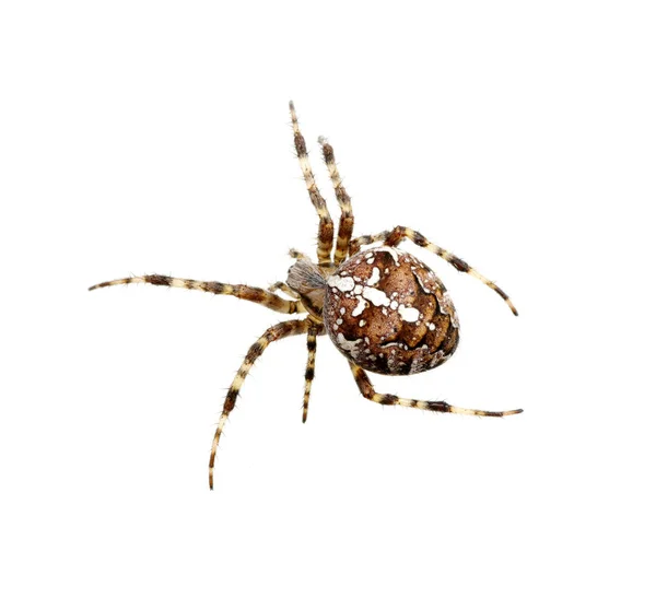 Araignée Isolée Sur Blanc — Photo