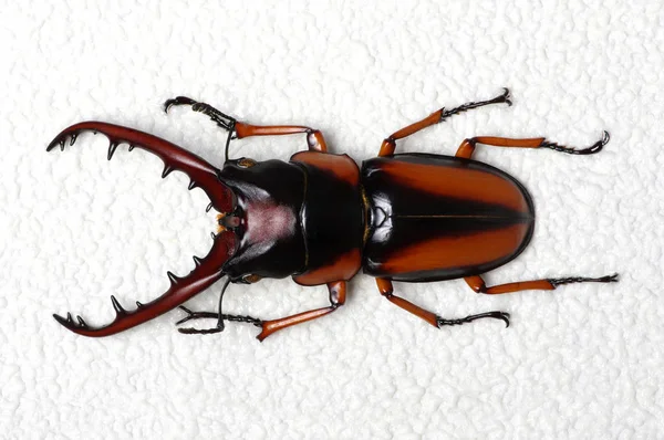 Stag Beetle Isolated Background — Stock Photo, Image