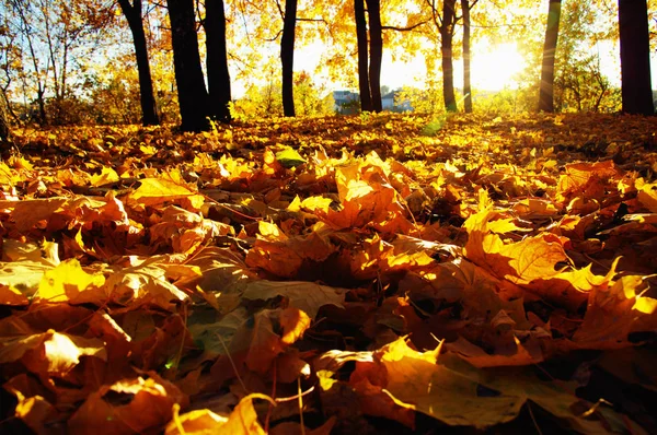 Arbres Automne Soleil Dans Parc Image En Vente