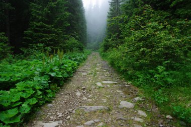 iğne yapraklı orman dağlarda taş yol