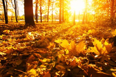  Sonbahar manzarası, güneş ışınlarında ağaçlar... 