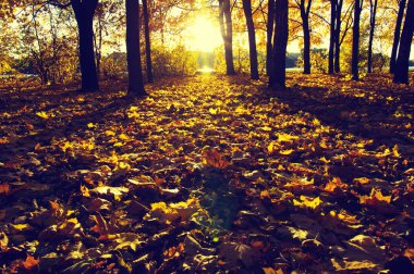  Parkta güneşte sonbahar ağaçları