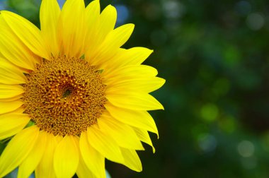 Yeşil arkaplanda ayçiçeğini kapat