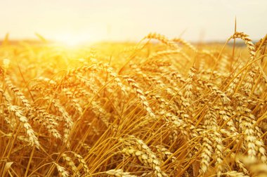 Buğday portre. Buğday alan tarih Pzr. Hasat ve gıda kavramı