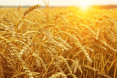 Buğday portre. Buğday alan tarih Pzr. Hasat ve gıda kavramı