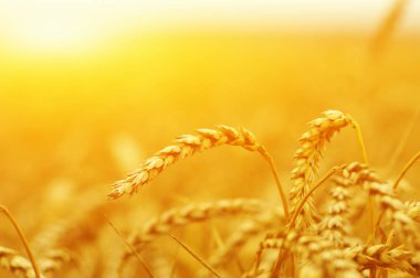 Buğday portre. Buğday alan tarih Pzr. Kulakları buğday olgunlaşma, arka plan.