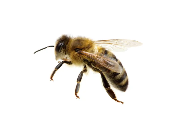 Bee Isolated White — Stock Photo, Image