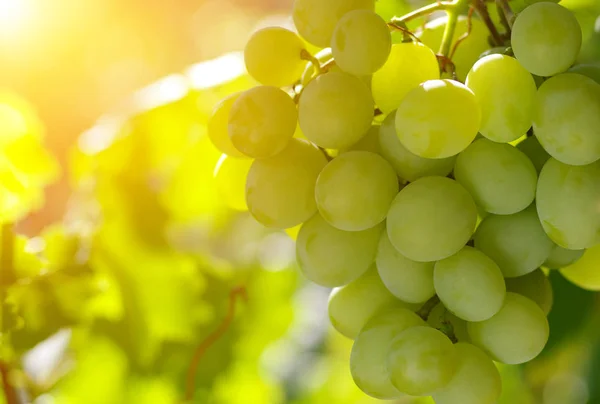 Groene Druiven Wijnstok — Stockfoto
