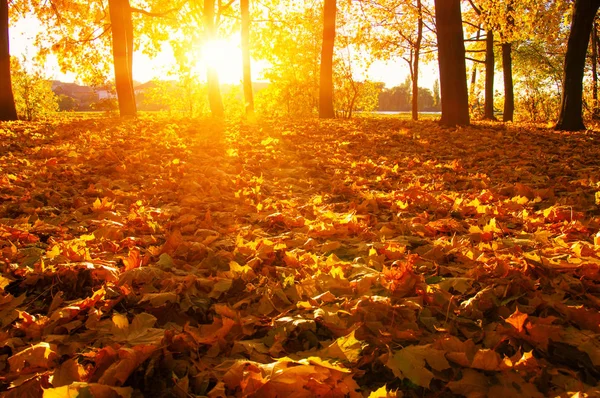 Опавшие Листья Осеннем Лесу Солнце — стоковое фото