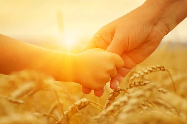 太陽の下で母親と娘の手 コムギ畑で互いを保持する — ストック写真