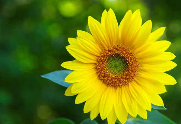 Close Sunflower Green Background — Stock Photo, Image