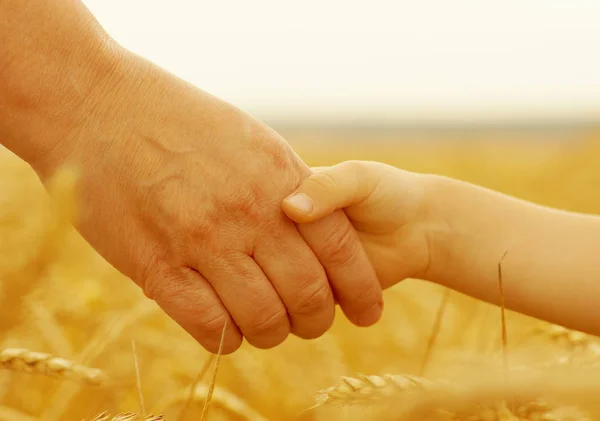 Rukou Matka Dcera Drží Vzájemně Pšeničné Pole — Stock fotografie