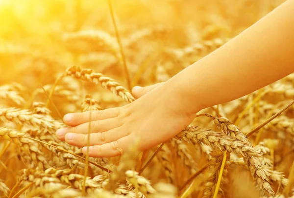 Hände Eines Kleinen Mädchens Weizenfeld Der Sonne — Stockfoto