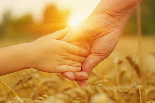 Руки Матери Дочери Солнце Держа Друг Друга Пшеничном Поле — стоковое фото